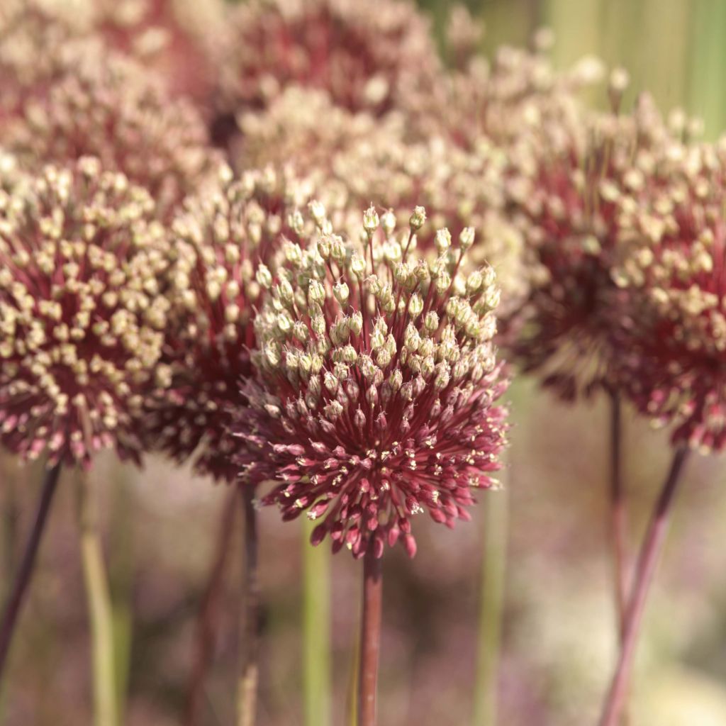 Allium Red Mohican