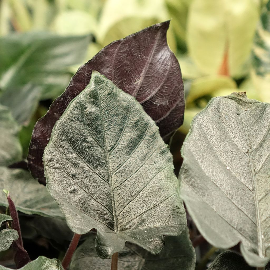 Alocasia Antoro Velvet