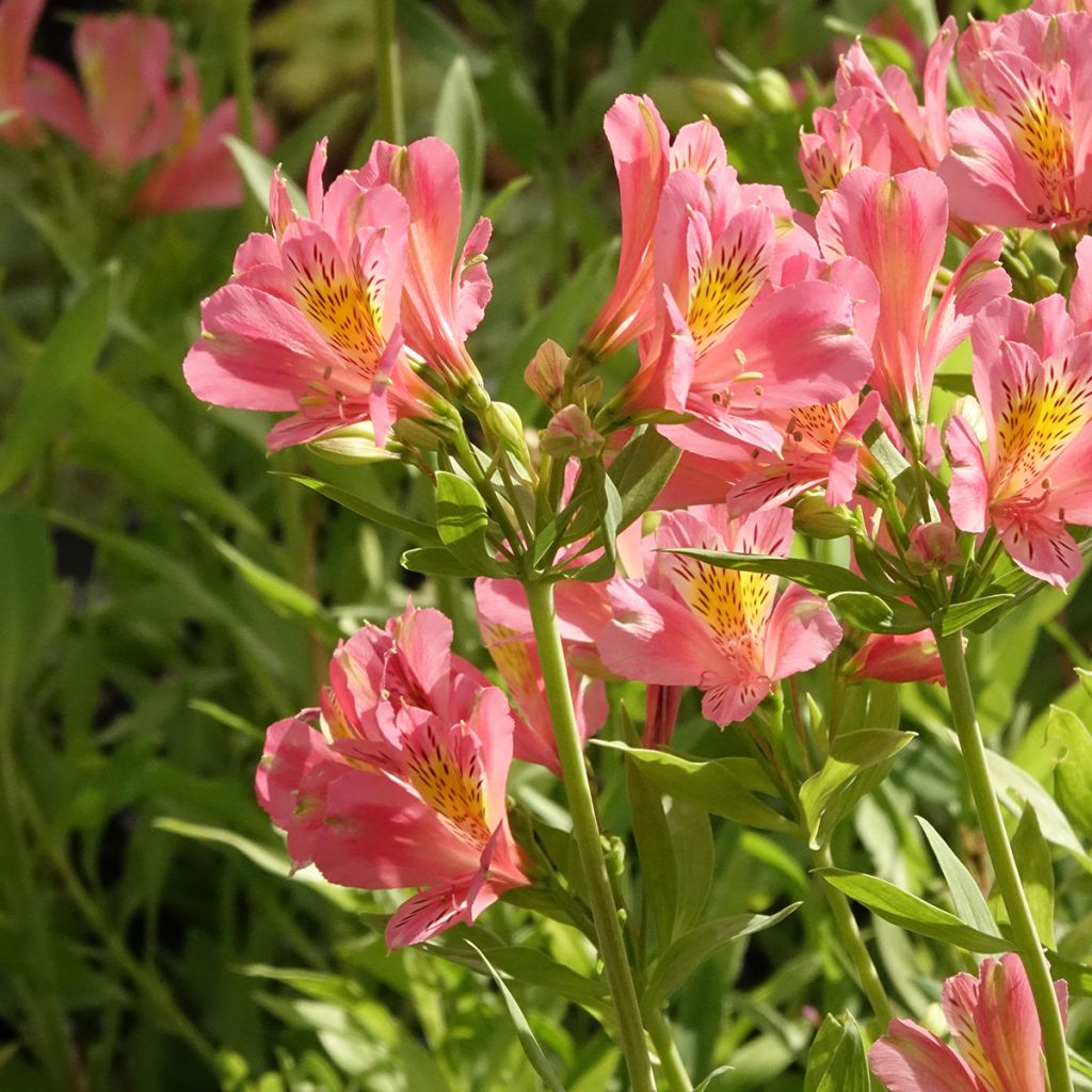 Alstroeméria Duc d'Anjou Pierre