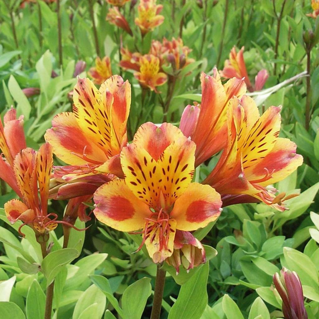 Alstroemeria Inca Exotica - Lírio-dos-incas