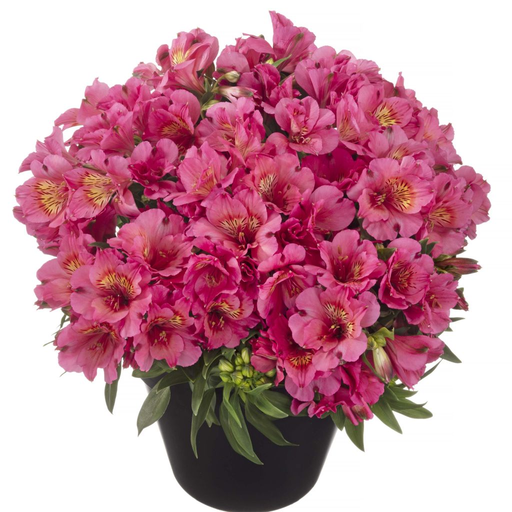 Alstroeméria Inticancha Sun Malaga