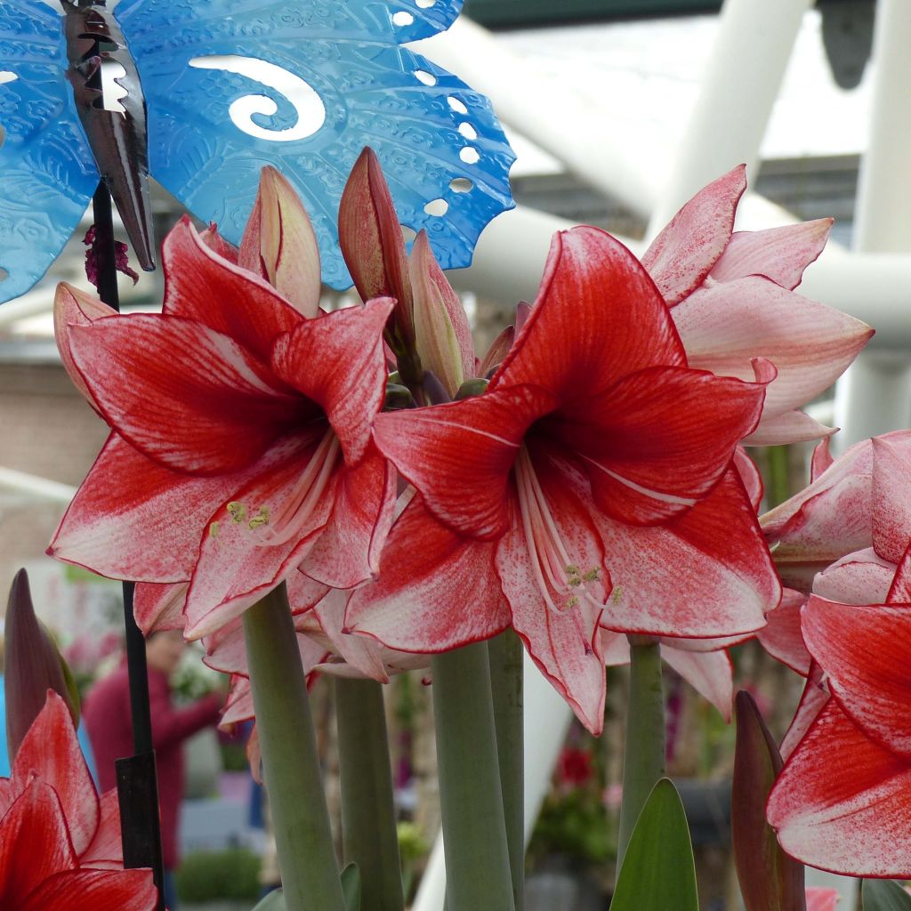 Amarílis Hippeastrum Charisma