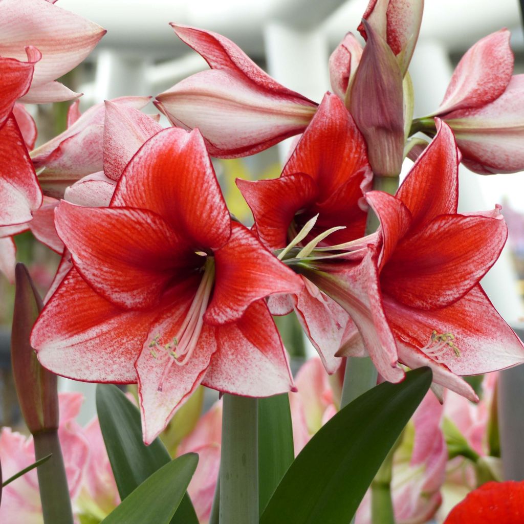 Amarílis Hippeastrum Charisma