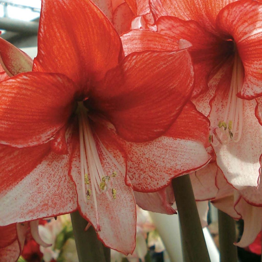 Amarílis Hippeastrum Charisma
