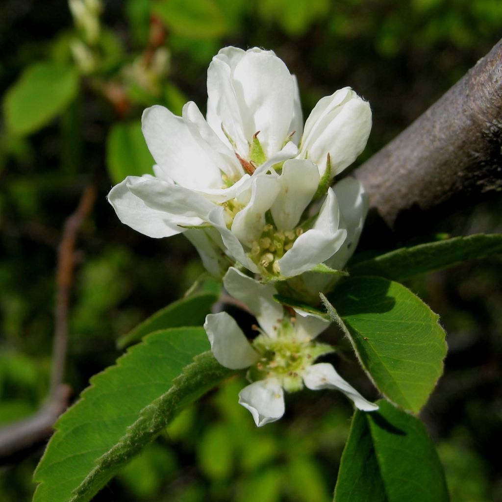 Amelanchier alnifolia Saskatoon Berry - Amora-de-saskatoon
