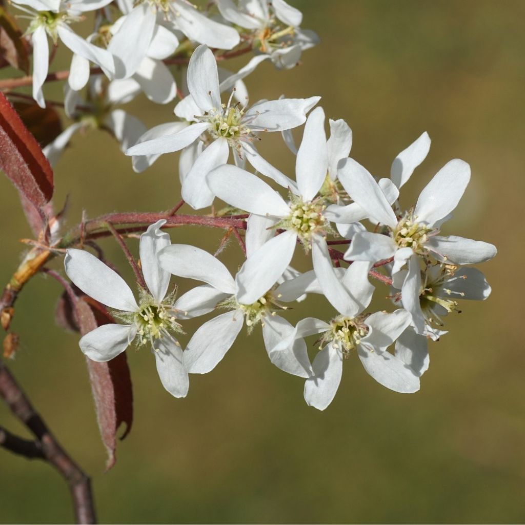 Amelanchier lamarckii