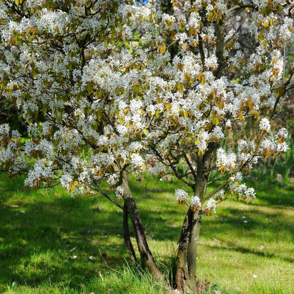 Amelanchier lamarckii