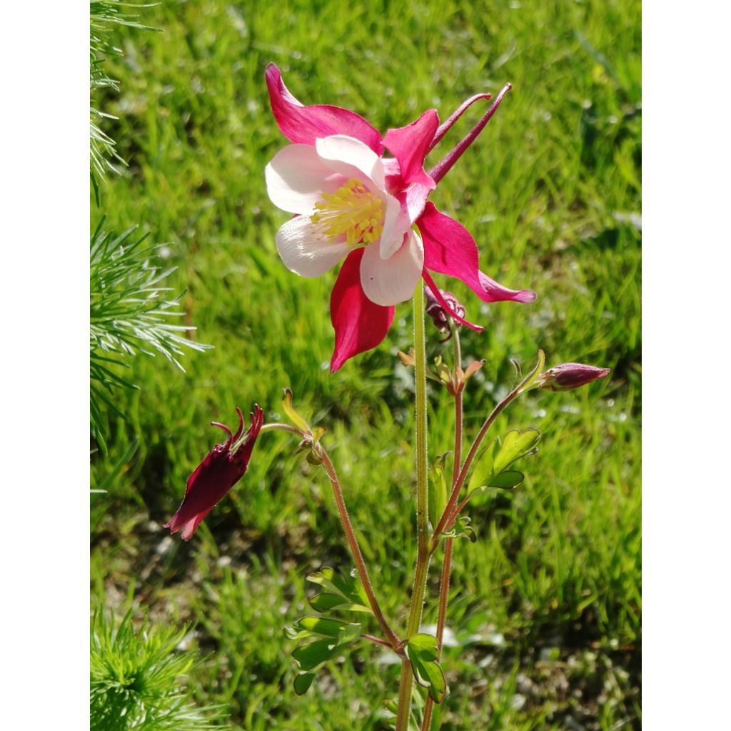 Aquilégia Mac Kana em sementes