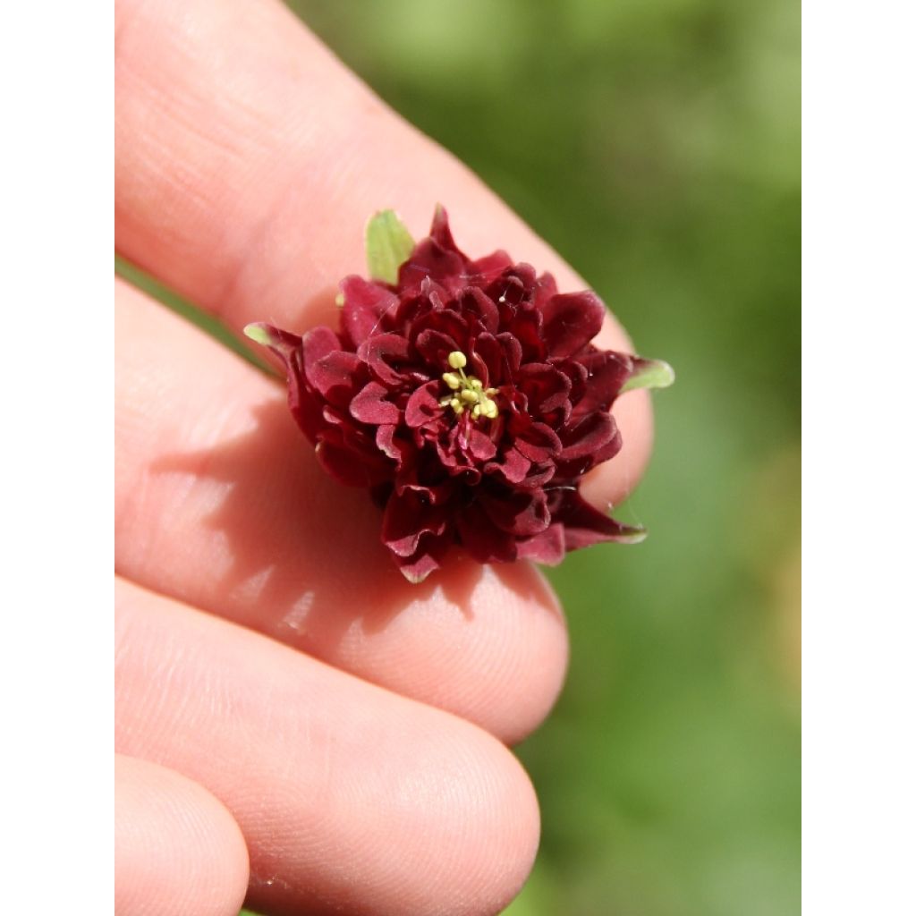 Aquilégia vulgaris Ruby Port