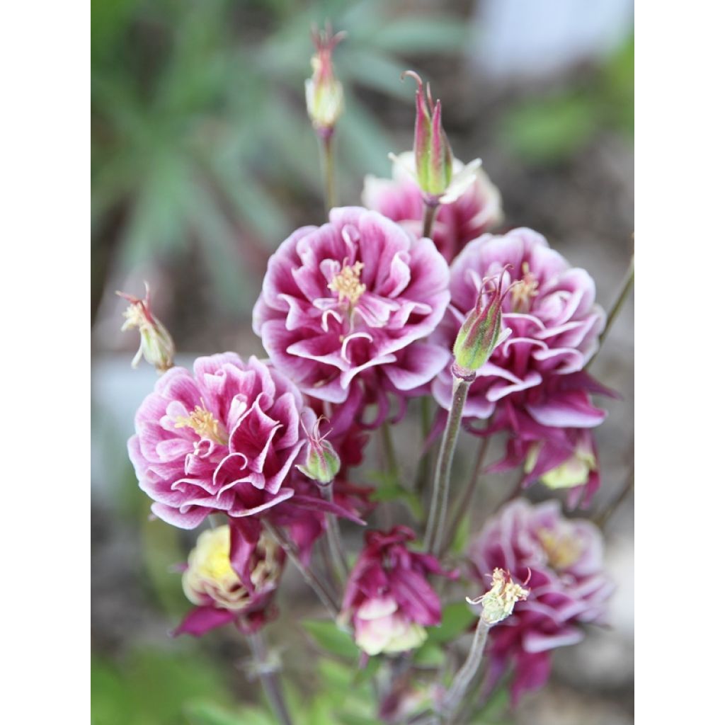 Aquilégia vulgaris Winky Double Red White