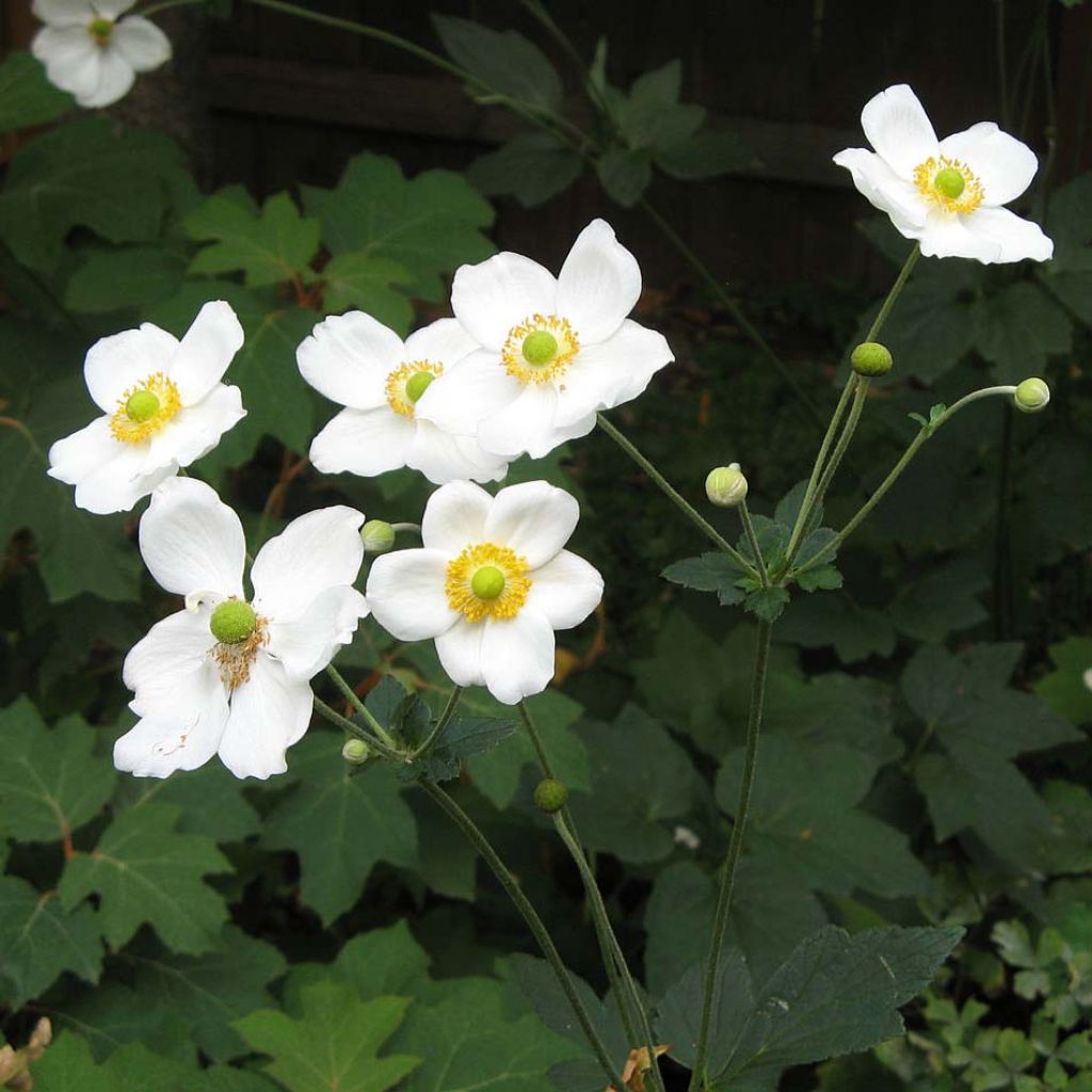 Anémona-do-japão Honorine Jobert - Anemone × hybrida