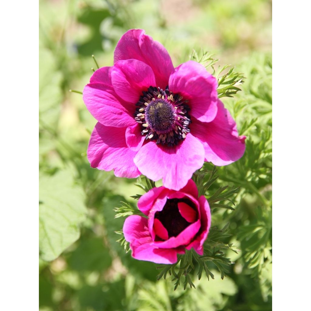 Anemone coronaria Sylphide