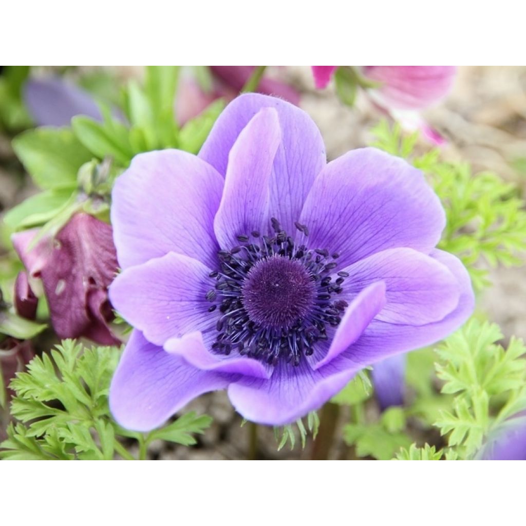 Anemone coronaria Mr Fokker