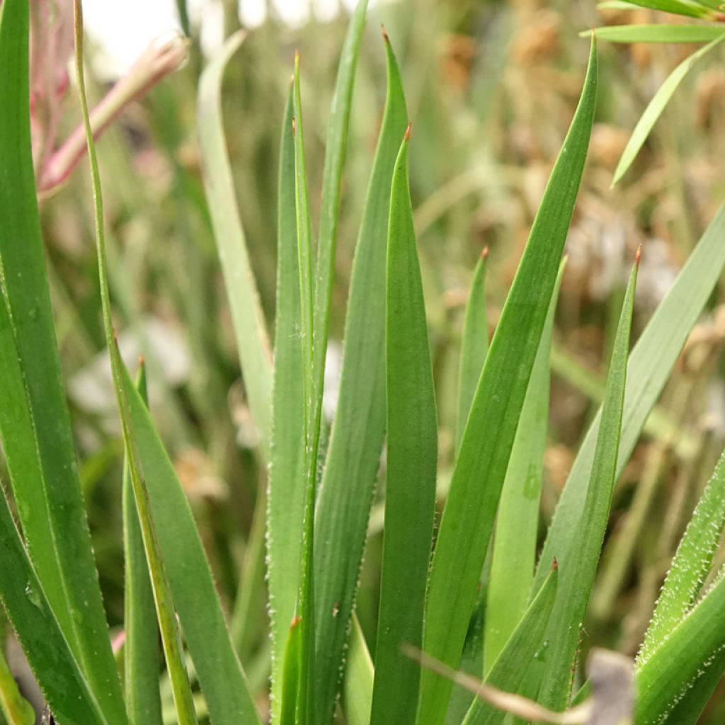 Anigozanthos flavidus Bush Pearl