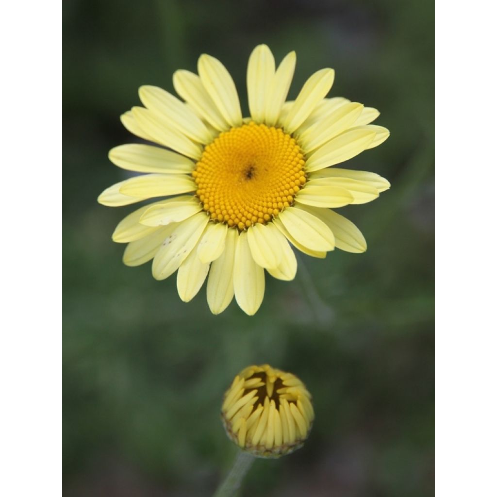 Anthemis tinctoria E.C. Buxton