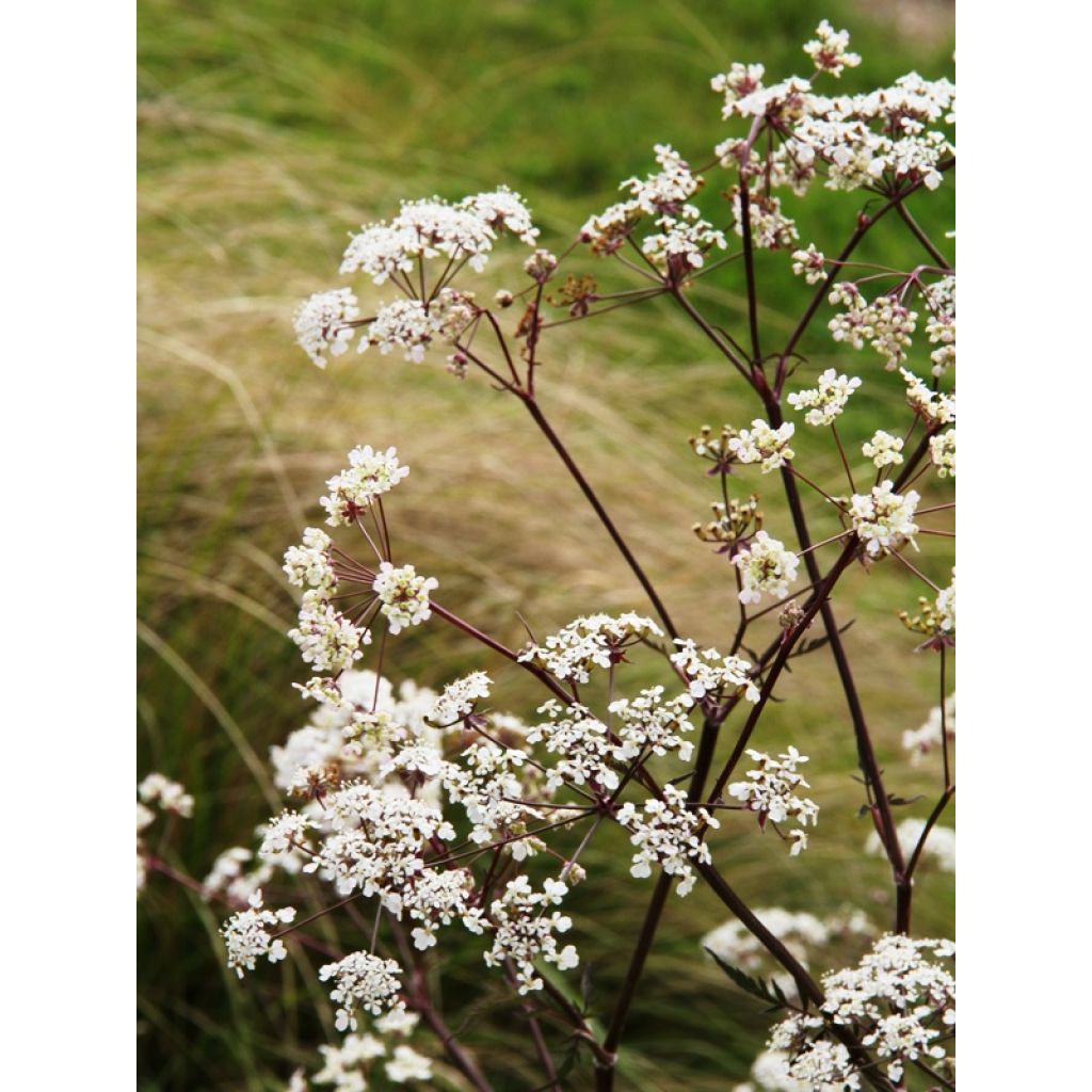 Anthriscus sylvestris Ravenswing