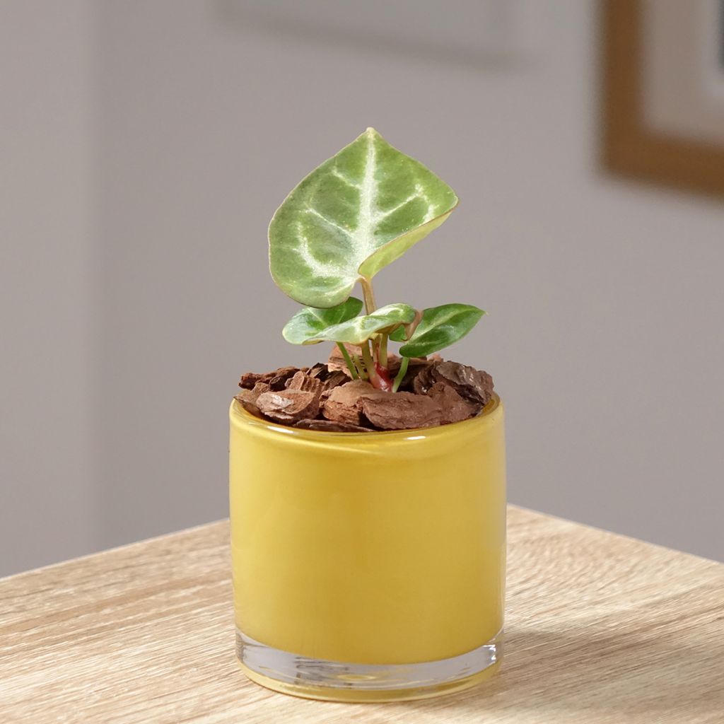 Anthurium crystallinum Crystal Hope