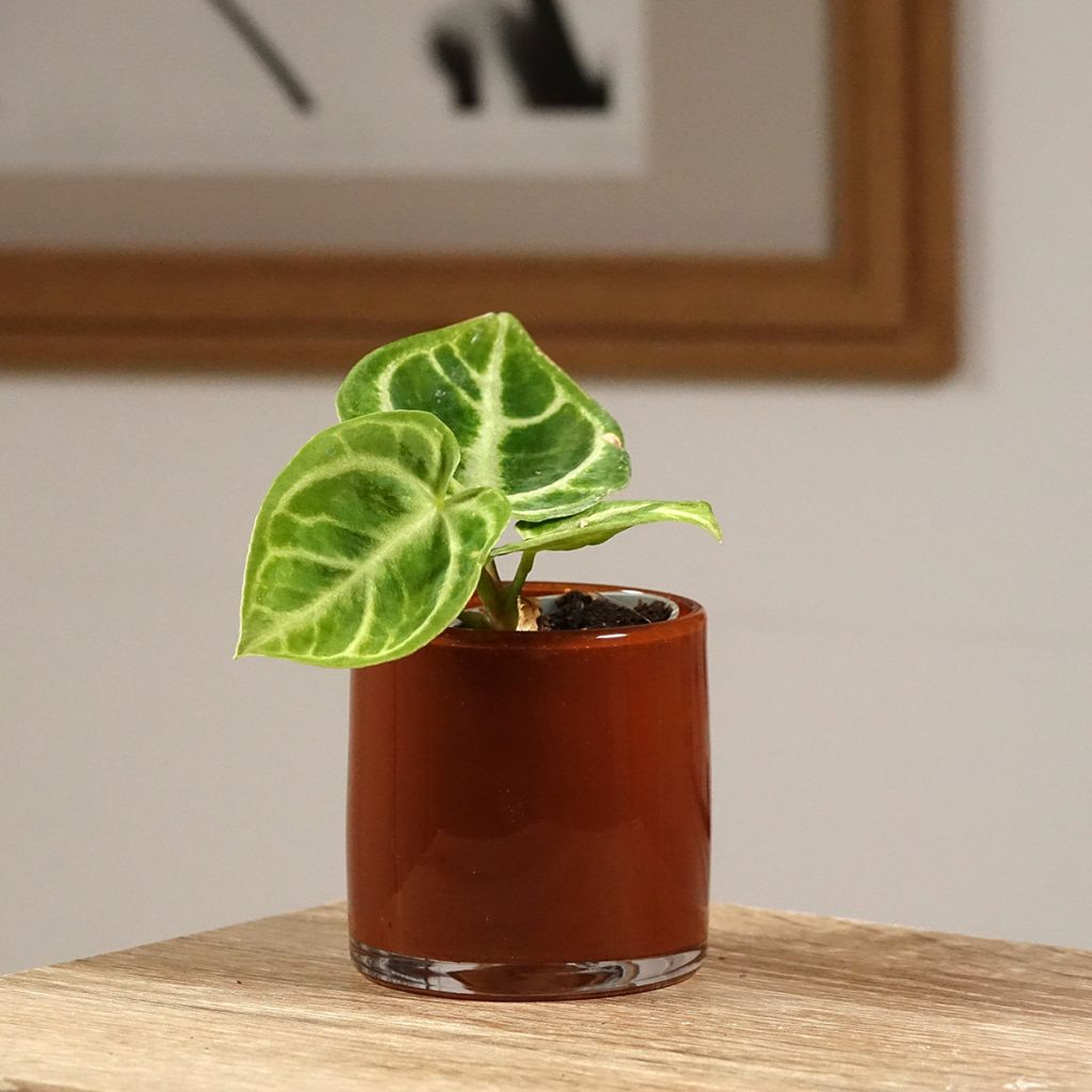Anthurium Crystal Hope