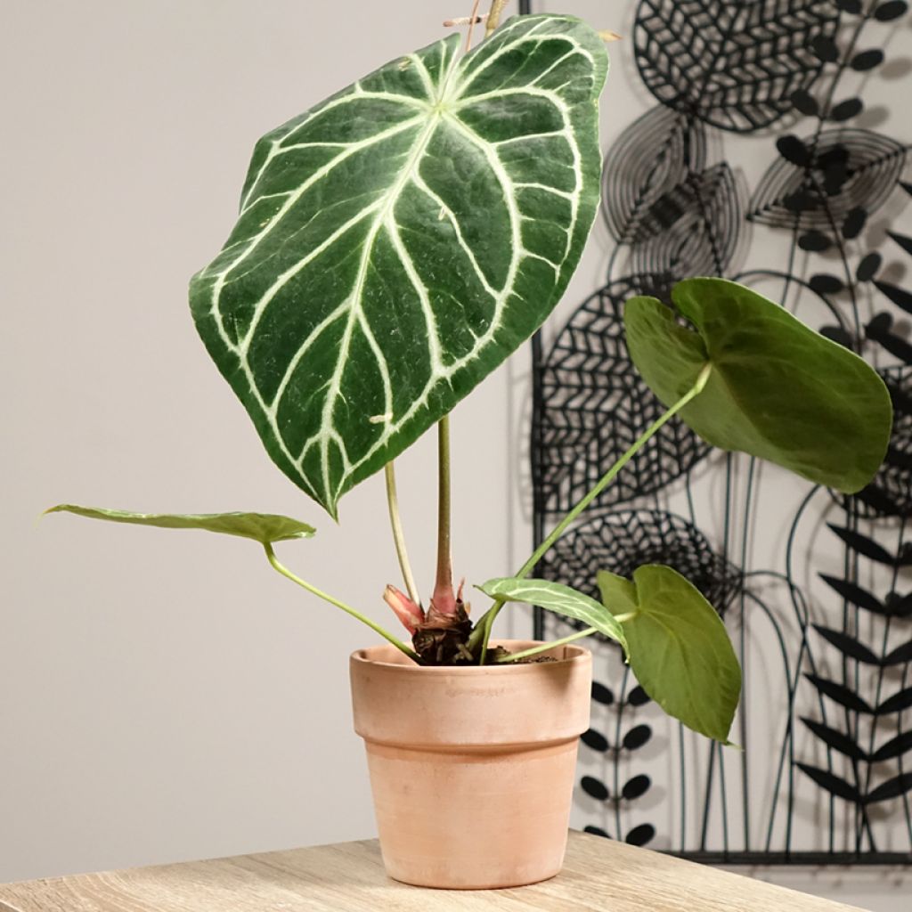 Anthurium magnificum