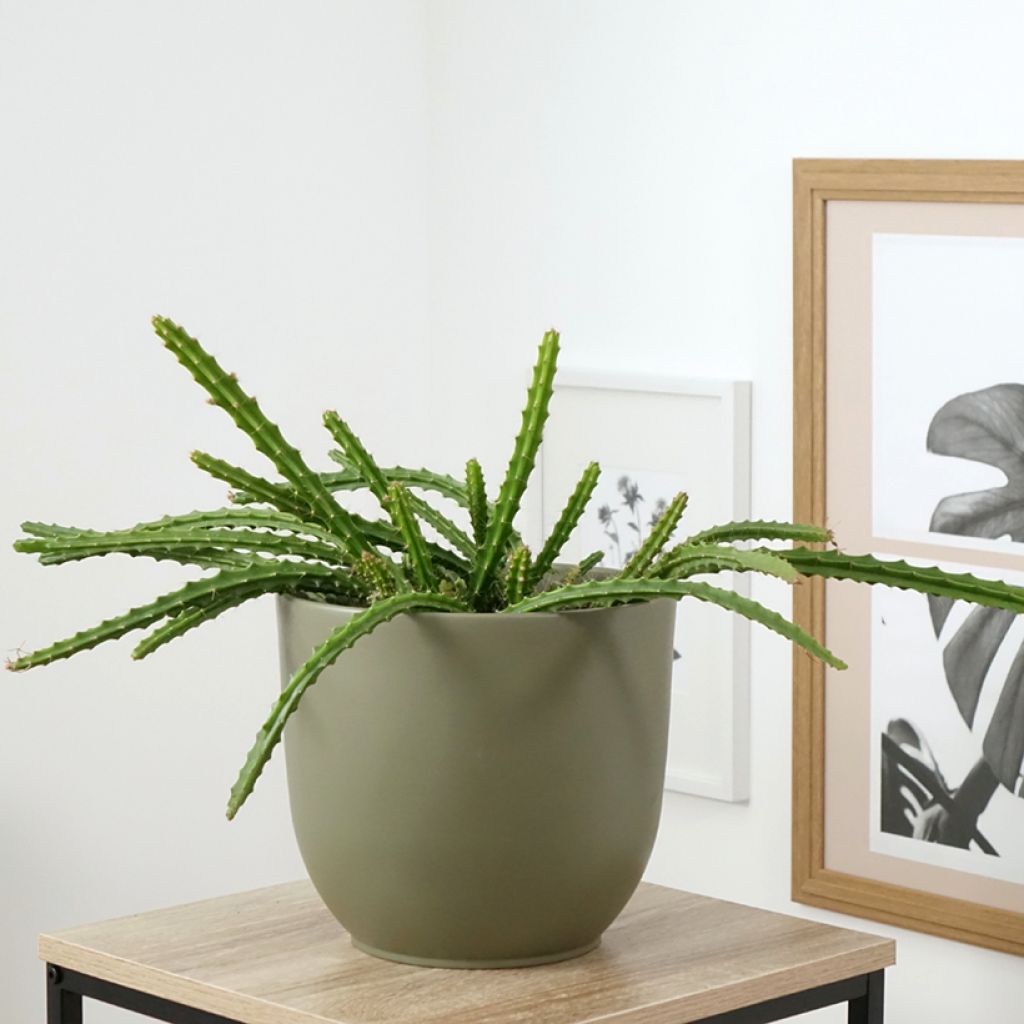 Aporophyllum × malisonii