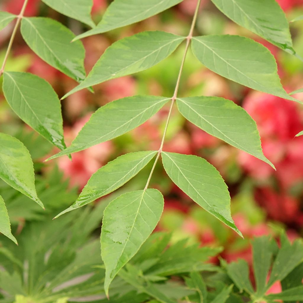 Aralia elata Golden Umbrella