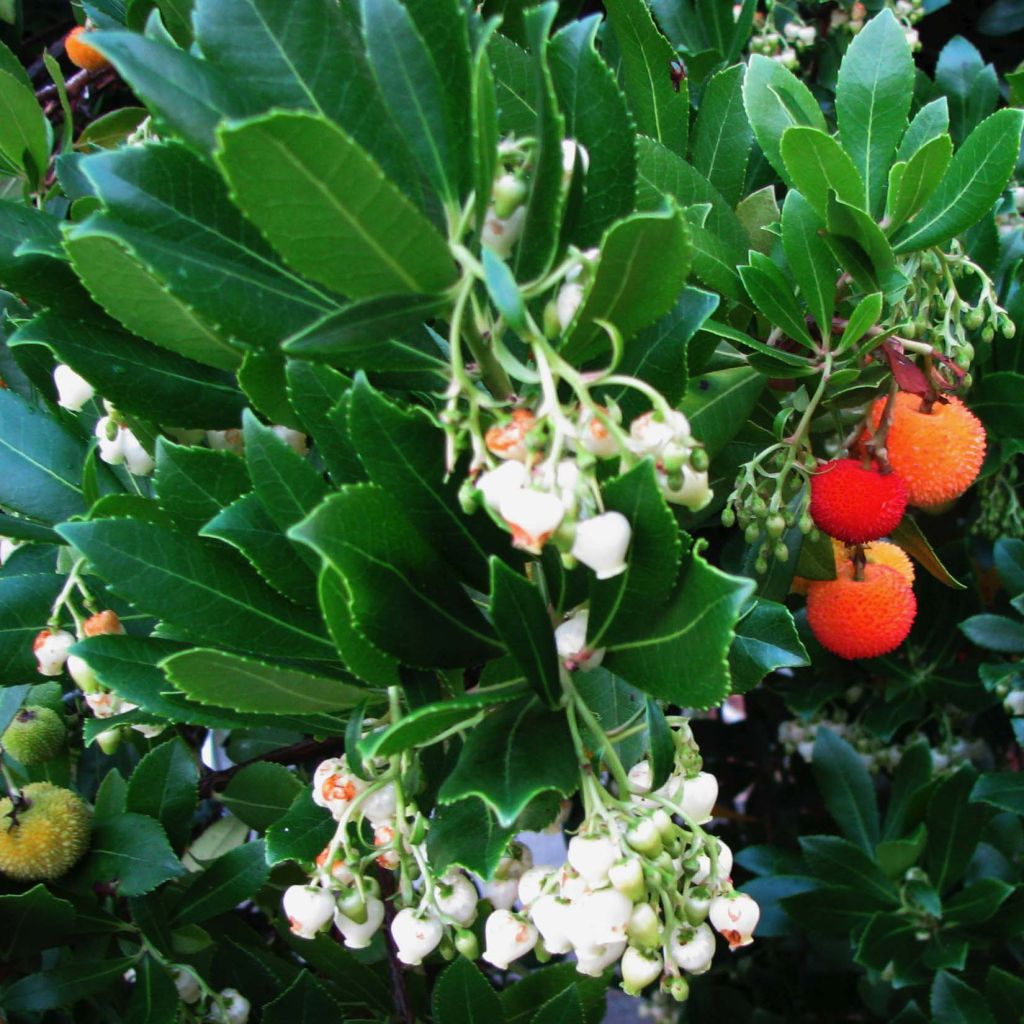 Medronheiro - Arbutus unedo