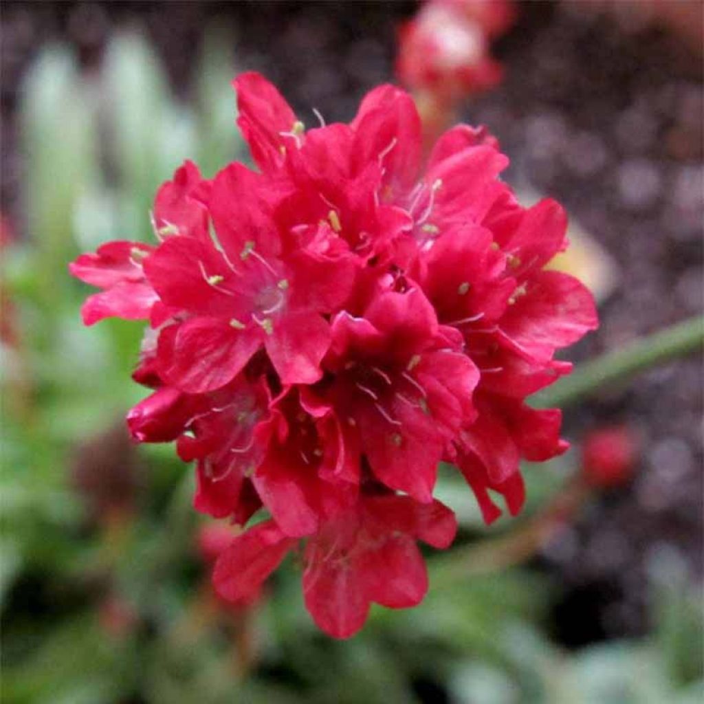 Armeria pseudarmeria Ballerina Vermelho