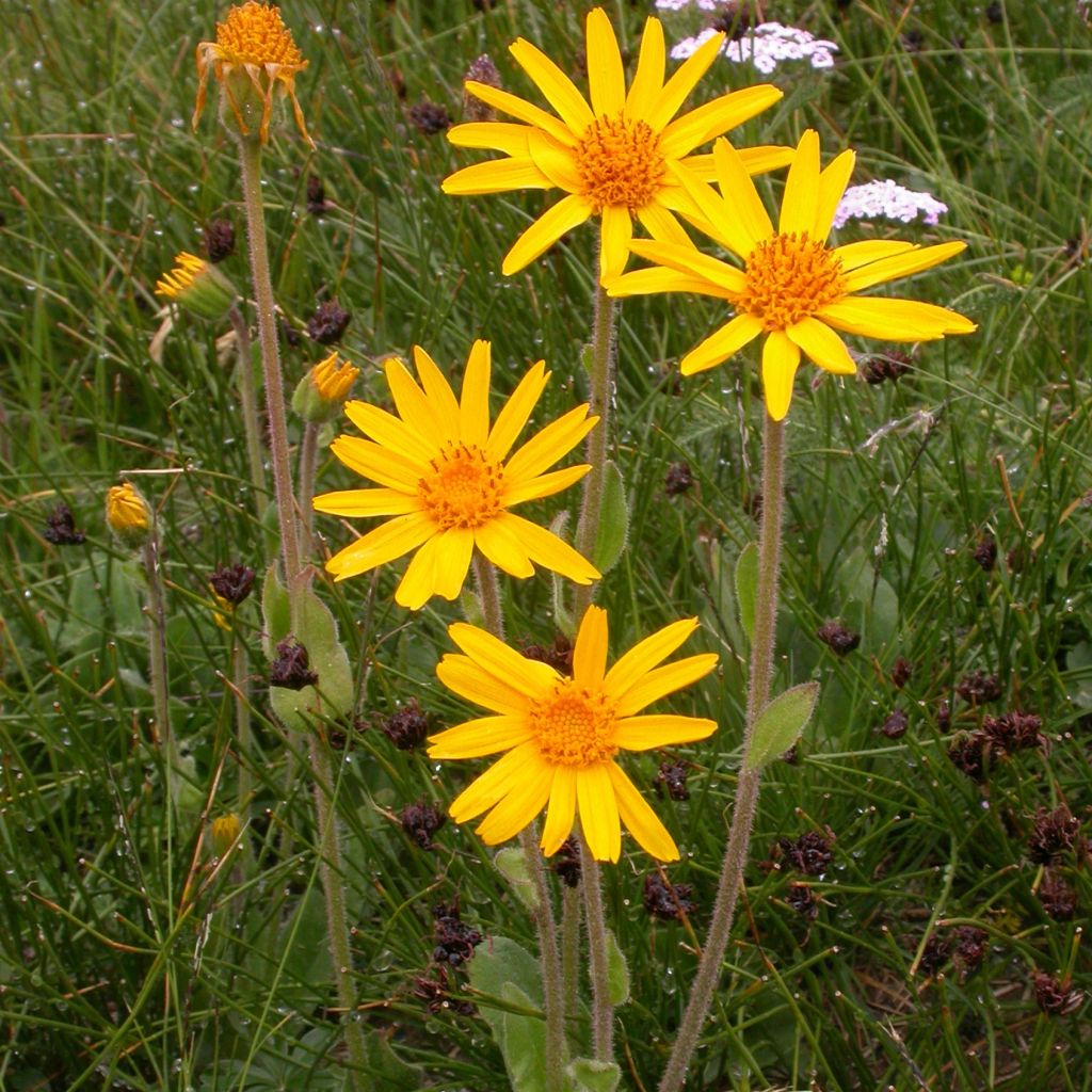 Arnica Bio - Arnica montana