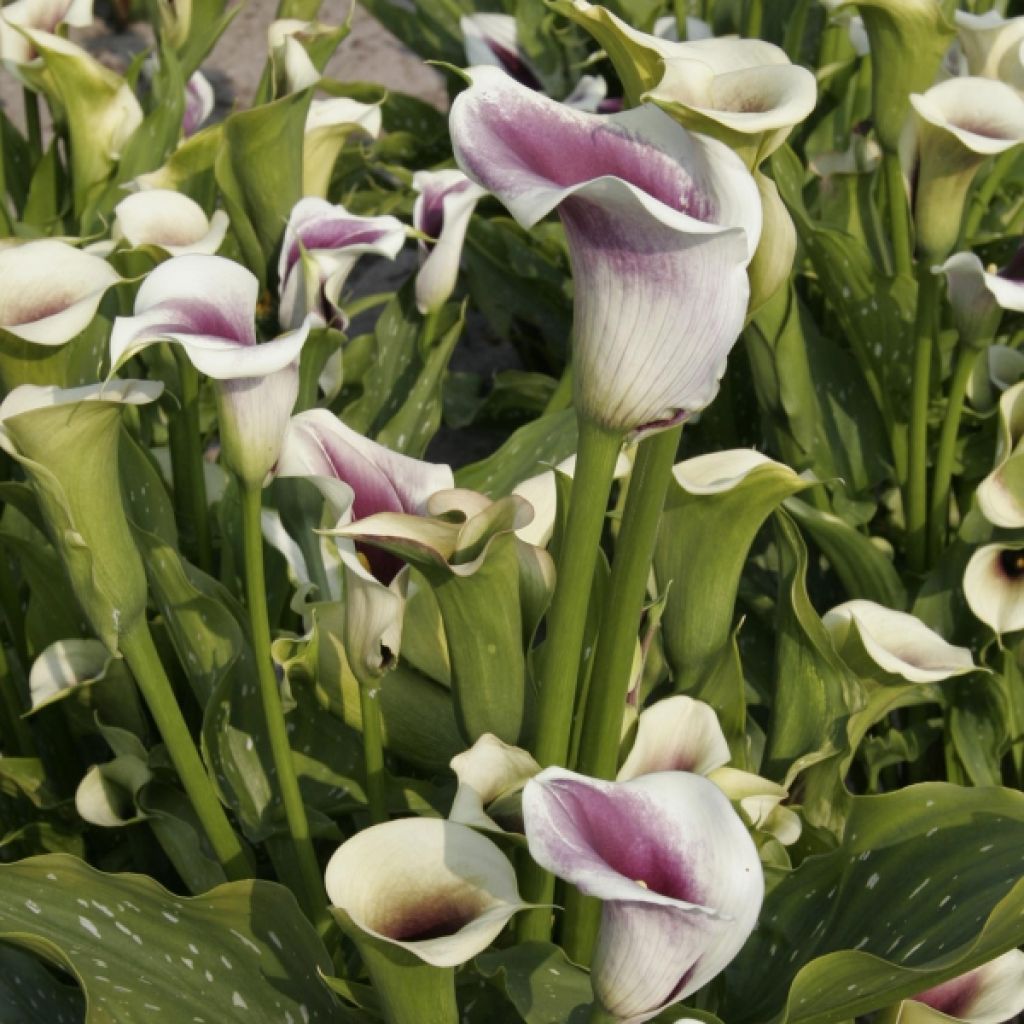 Zantedeschia Picasso