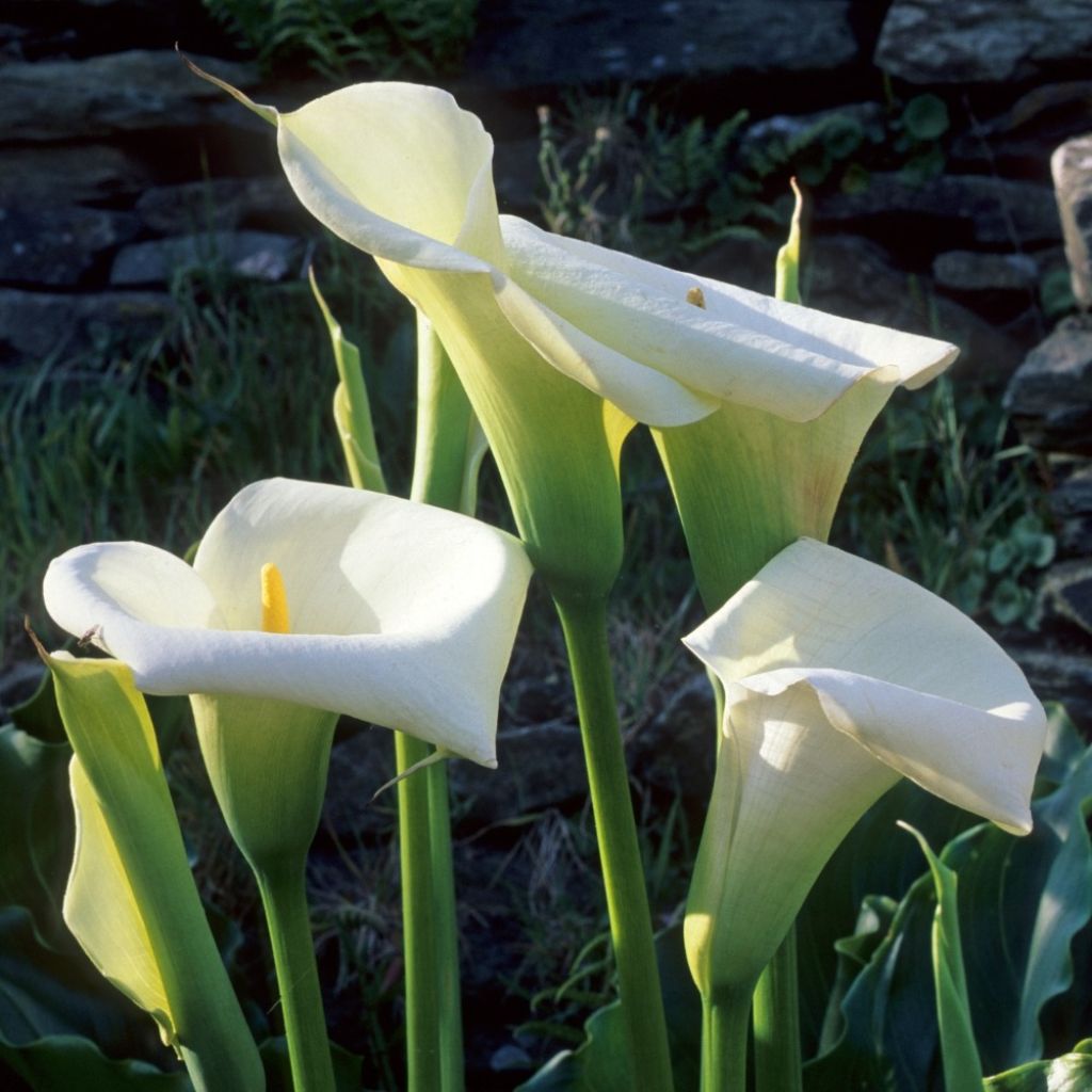 Zantedeschia aethiopica
