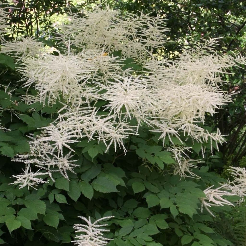 Aruncus dioicus sylvestris