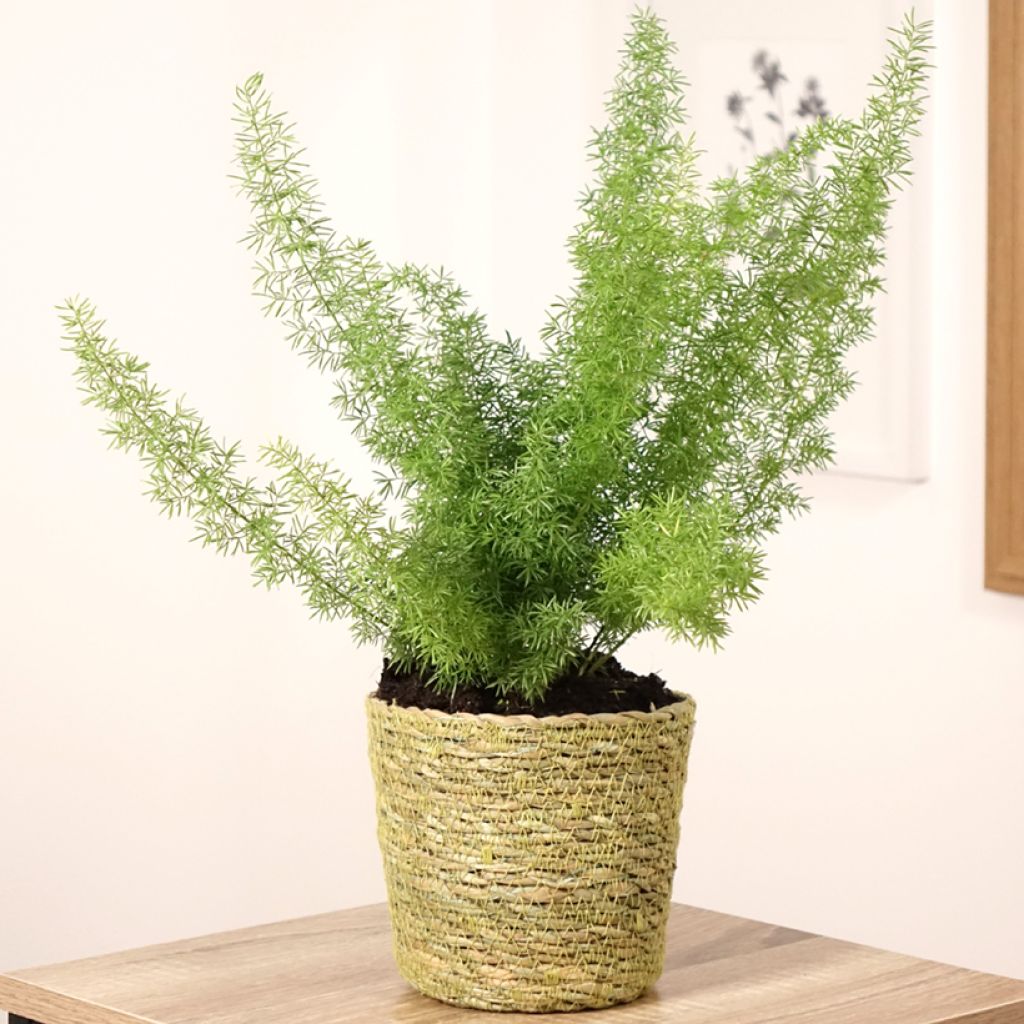 Asparagus densiflorus var. meyeri