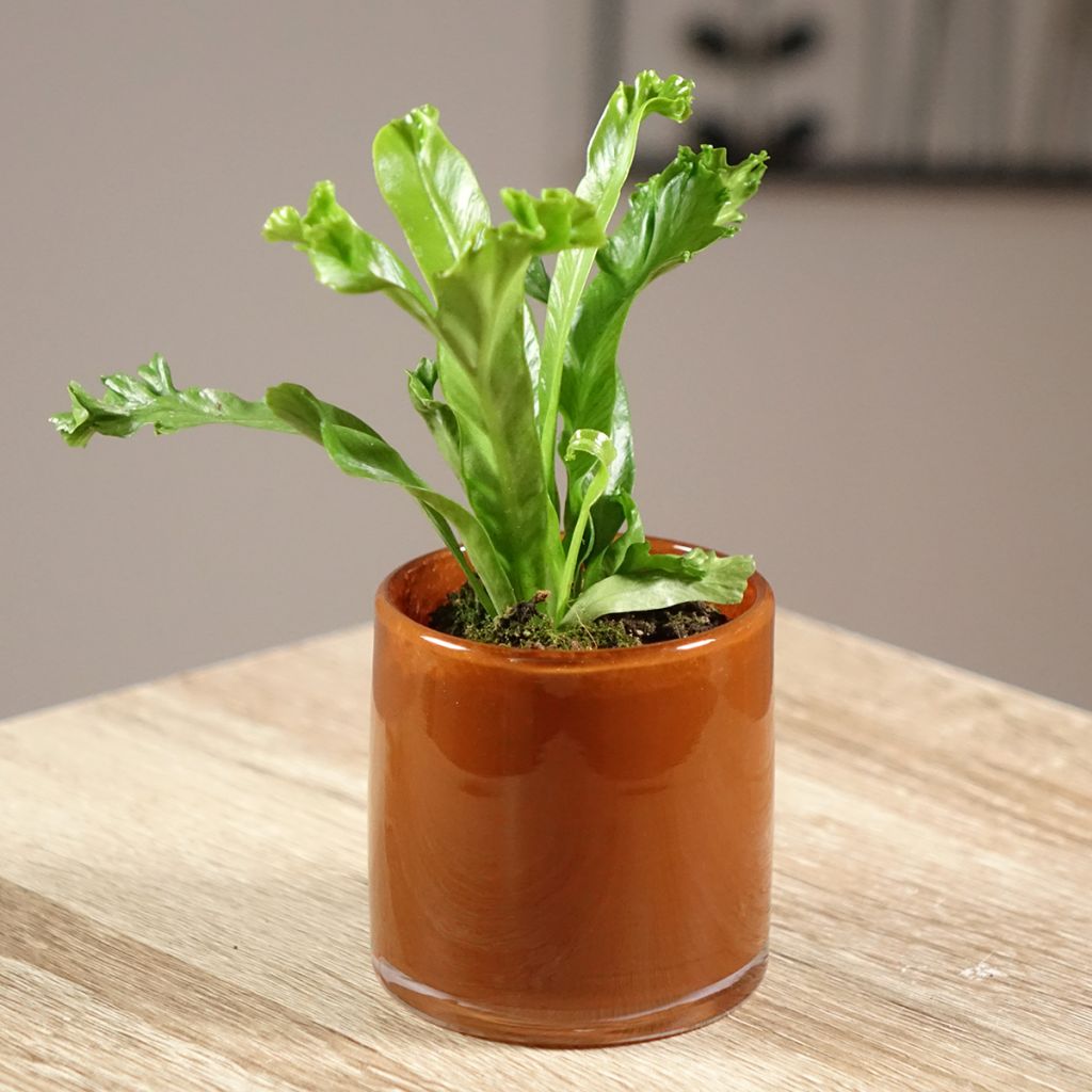 Asplenium antiquum Leslie - Feto-ninho-de-pássaro