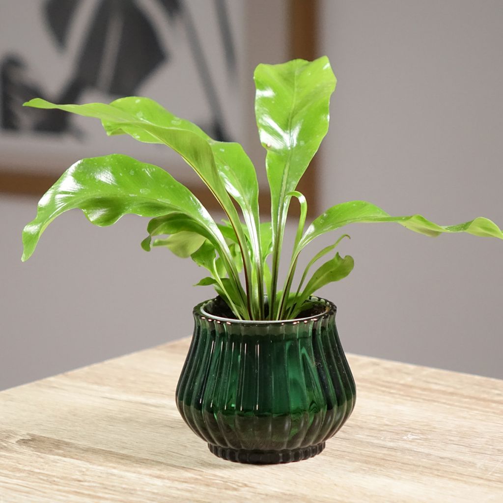 Asplenium nidus - Feto-ninho-de-pássaro