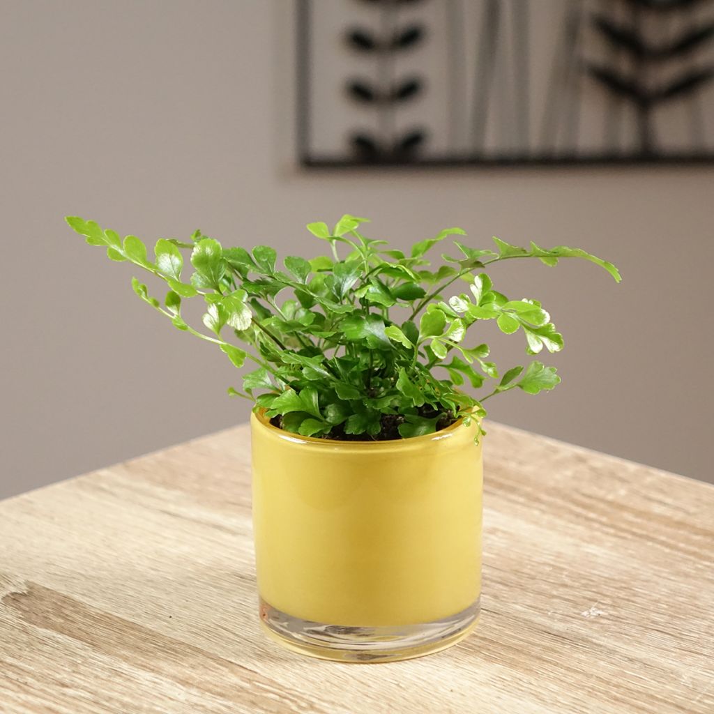 Asplenium Parvati - Feto
