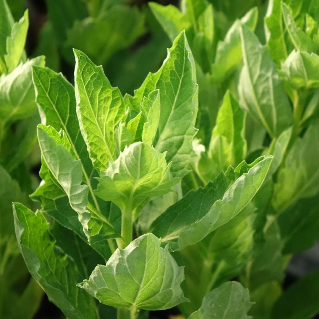 Áster ageratoides Starshine