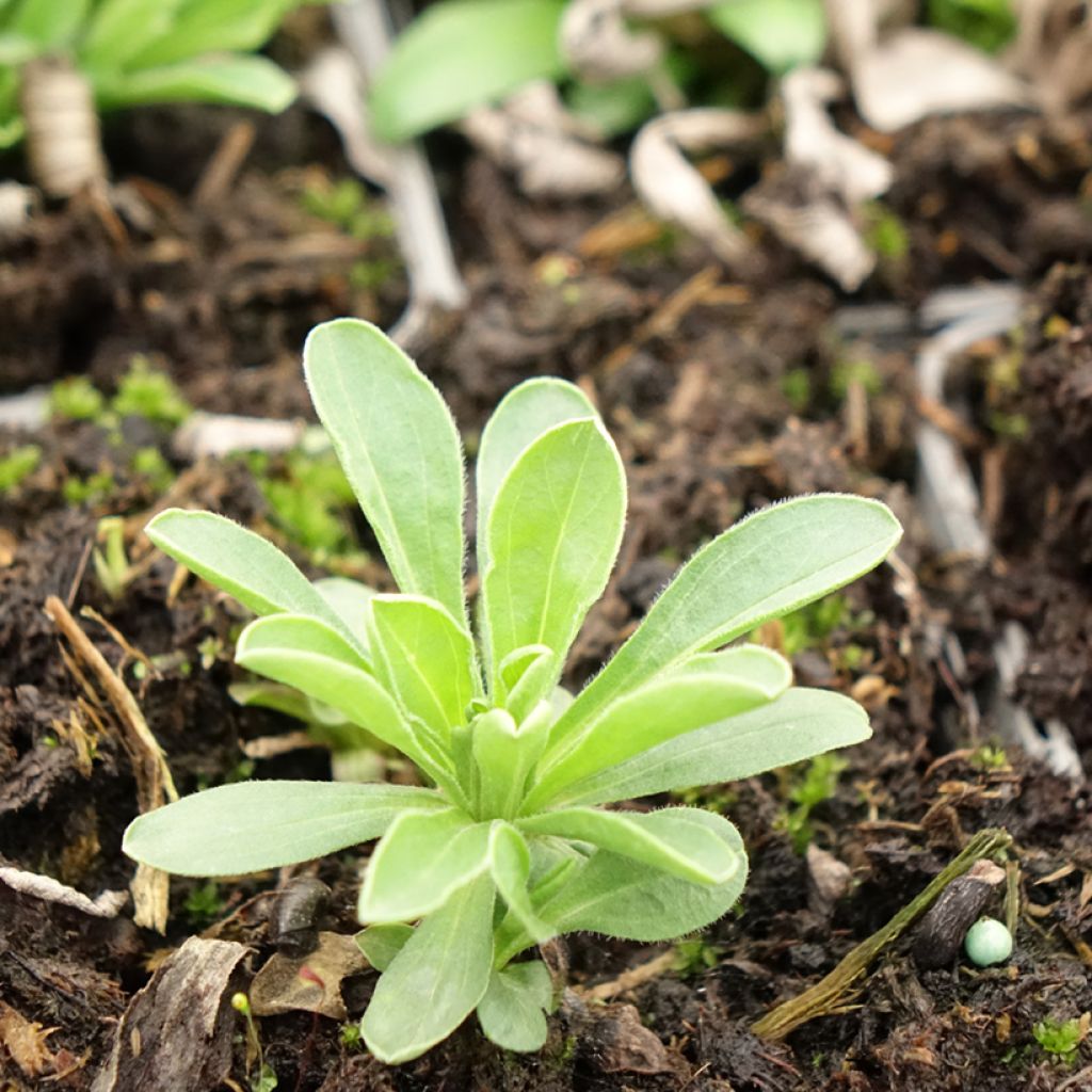 Áster alpinus Goliath - Áster Alpino