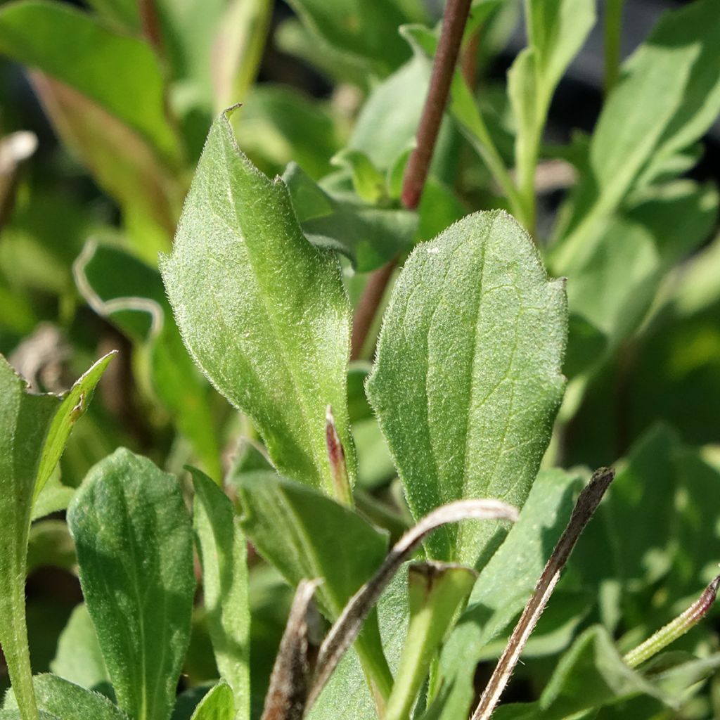 Áster amellus Rudolf Goethe - Olho de Cristo