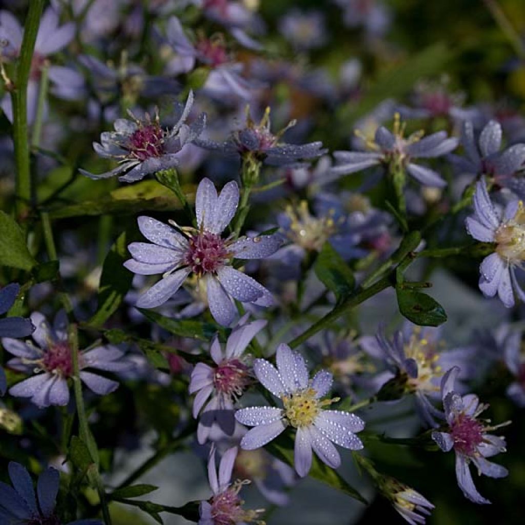 Aster cordifolius Idéal