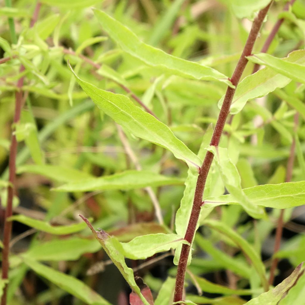 Áster oblongifolium October Skies