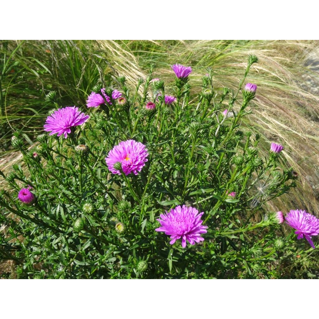 Aster novi-belgii Patricia Ballard - Áster de Outono Grande