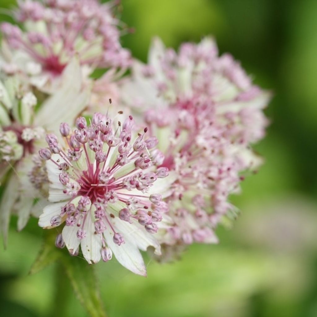 Astrância-maior Sunningdale Variegated - Astrantia major