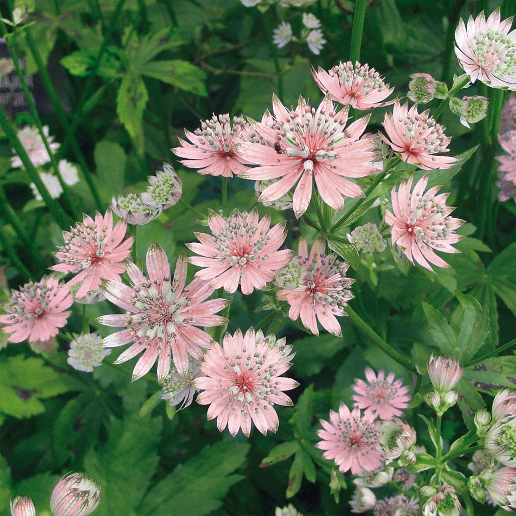 Astrância-maior Rosea - Astrantia major