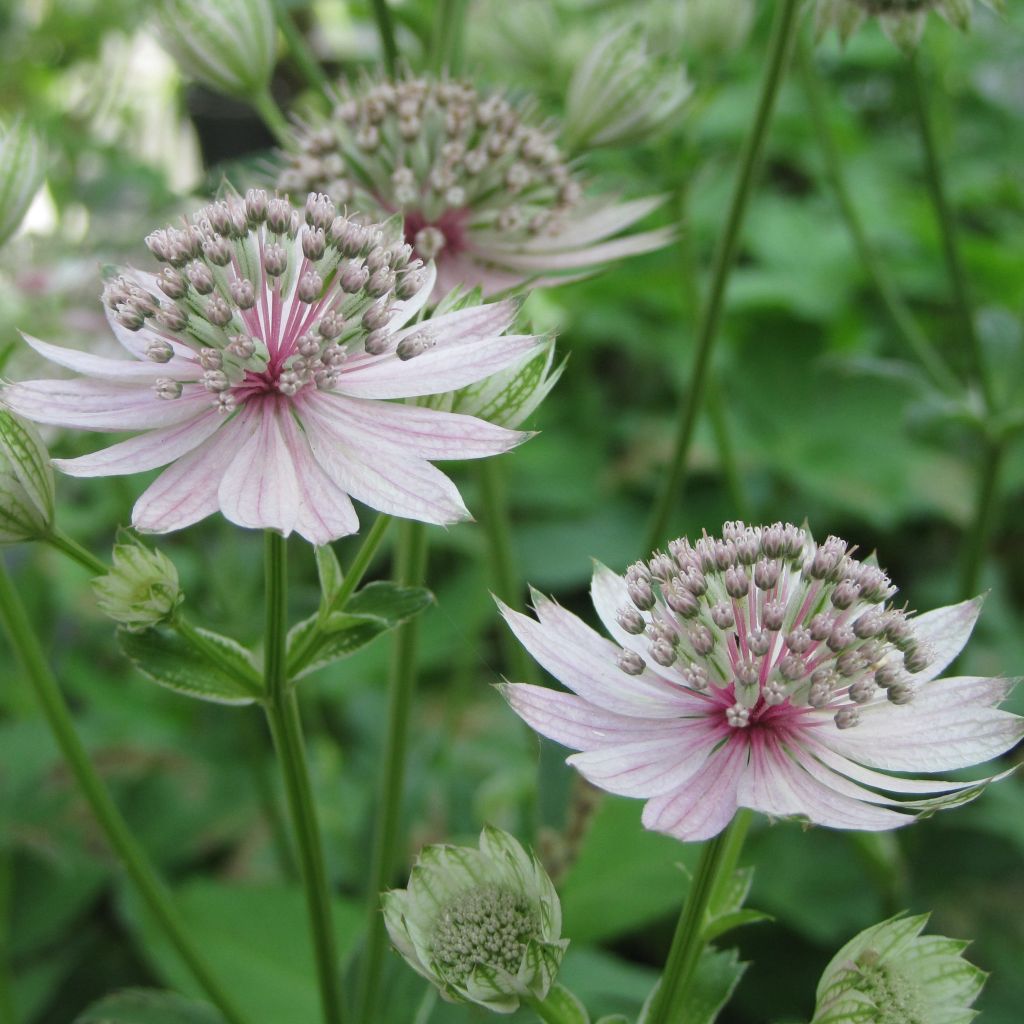 Astrância-maior Rosea - Astrantia major