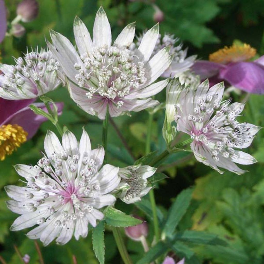 Astrância-maior Shaggy - Astrantia major