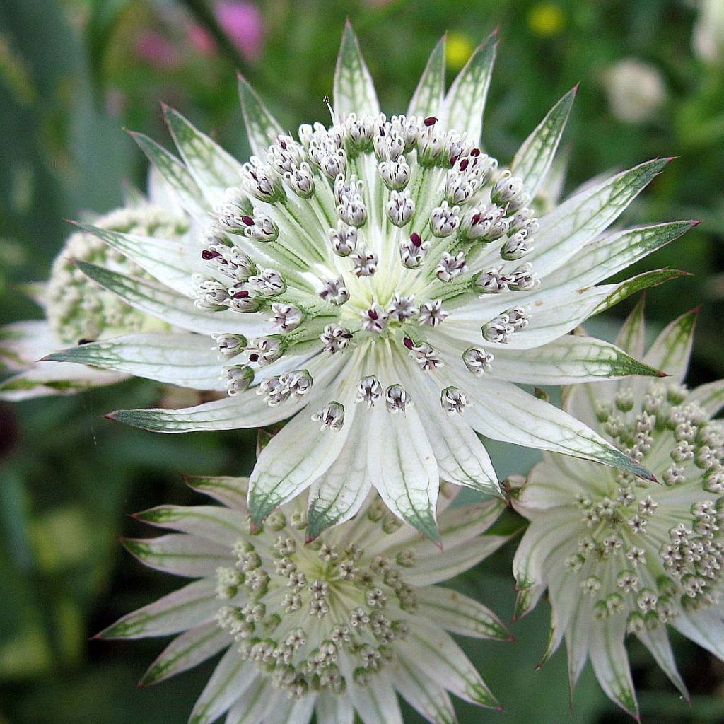 Astrância-maior Shaggy - Astrantia major