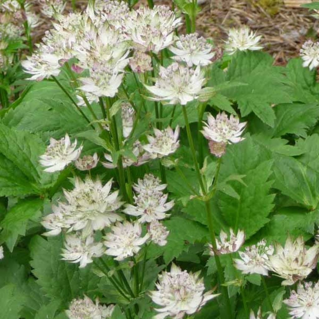 Astrância-maior Shaggy - Astrantia major