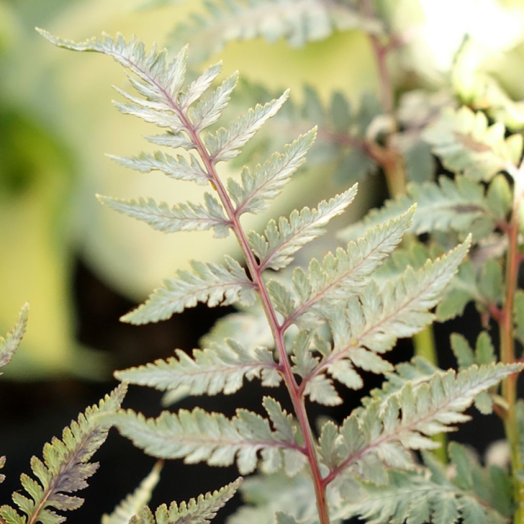 Athyrium niponicum pictum Metallicum