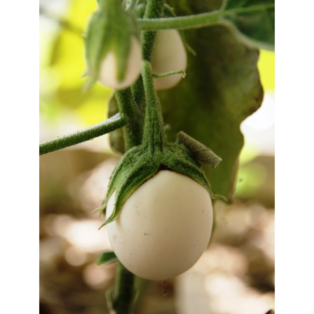 Beringela Branca redonda ovóide - Ferme de Sainte Marthe Bio