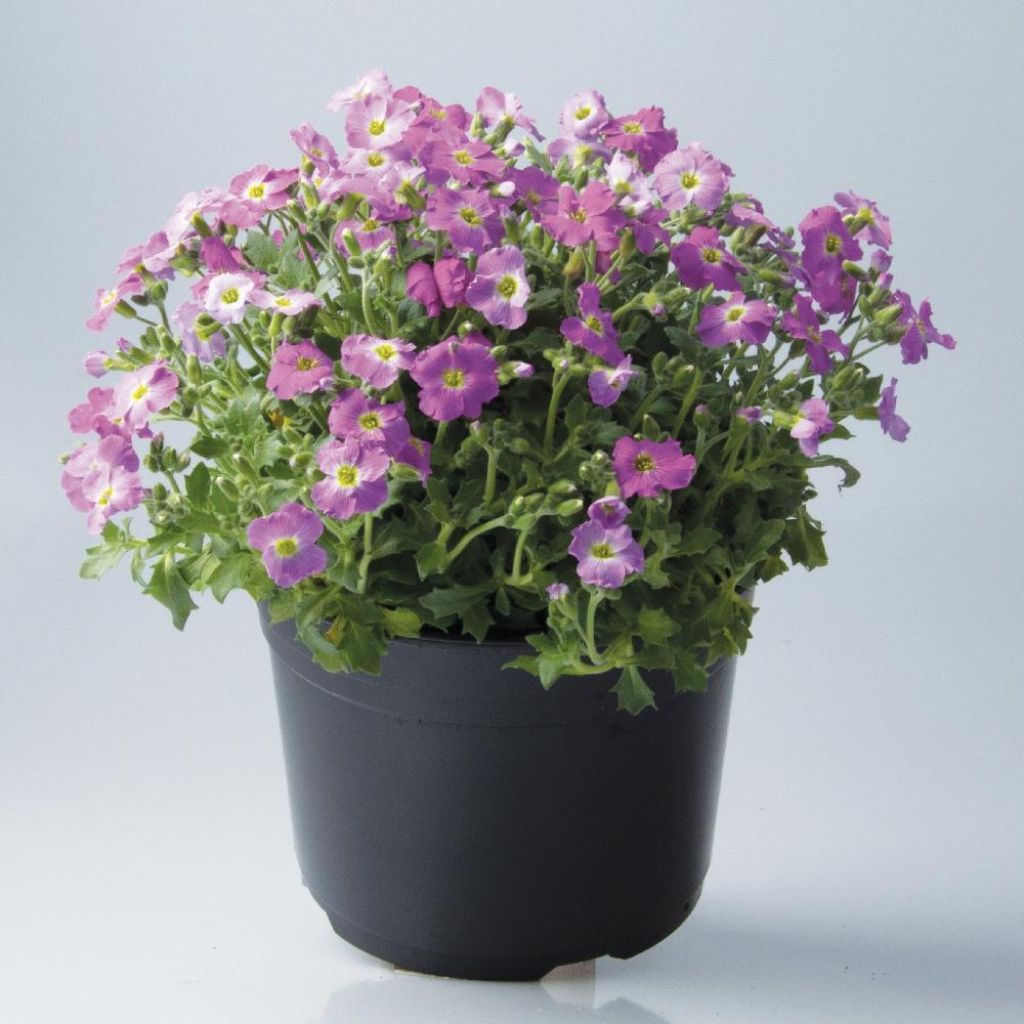 Aubrecia Rosa